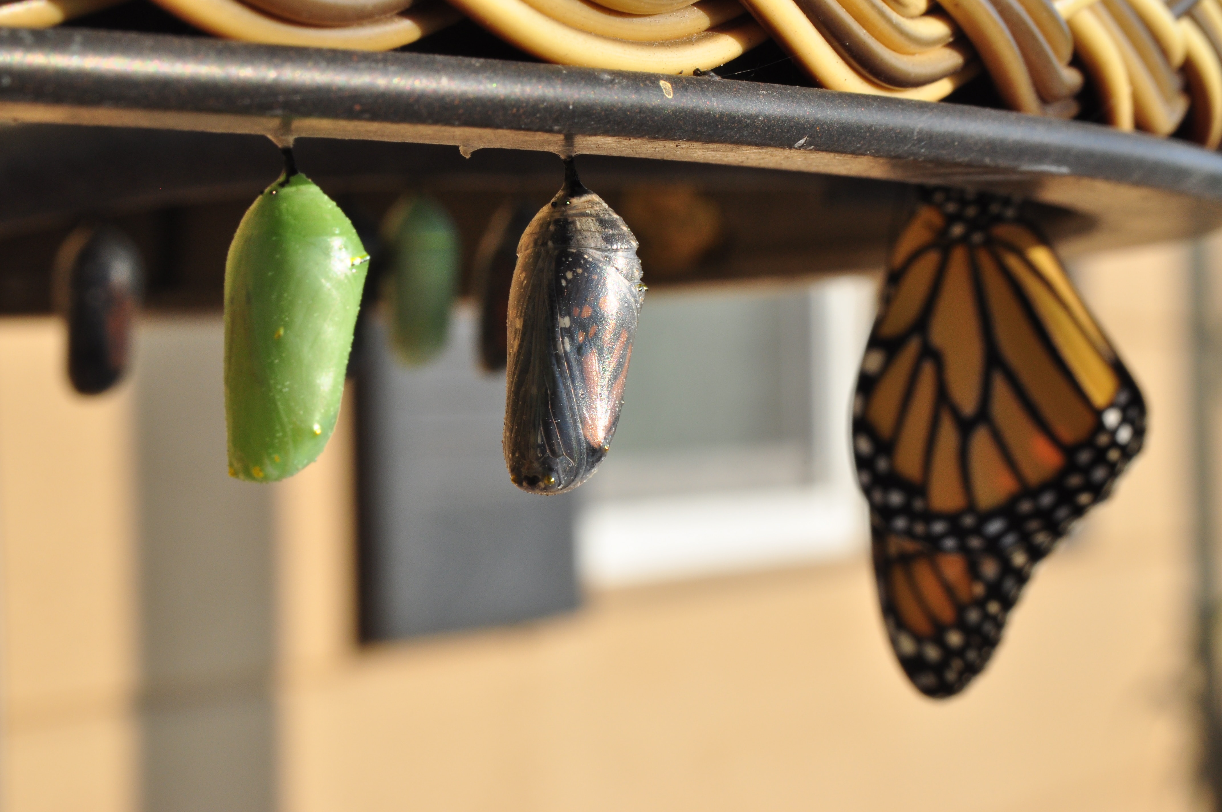 cocoons and a butterfly